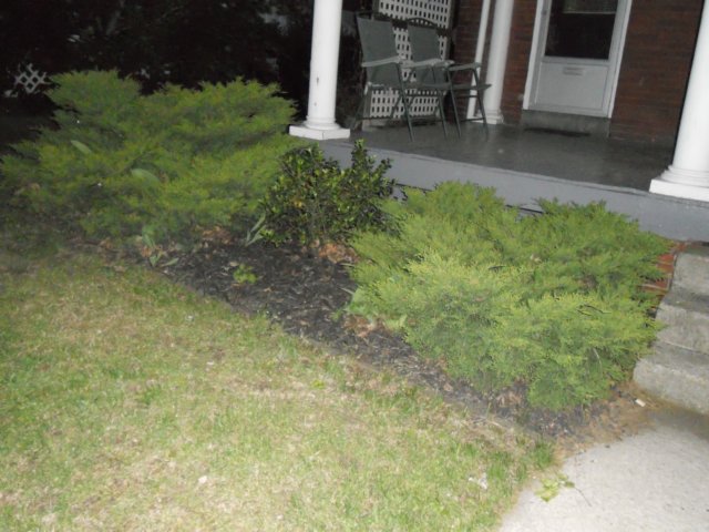 youmustbringusahauntedshrubbery.jpg