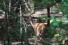 somefriendsinthewoods_small.jpg