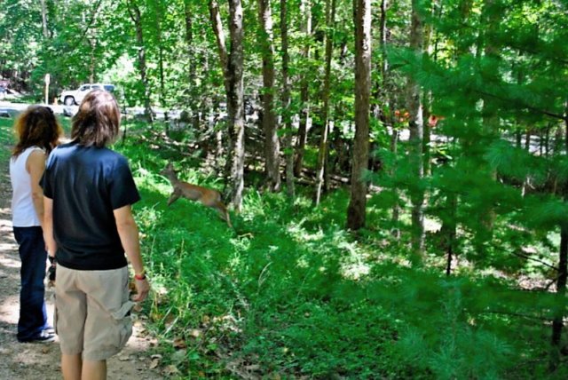 weventuredintothewoodsneargatlinburgandmetthiscritter.jpg